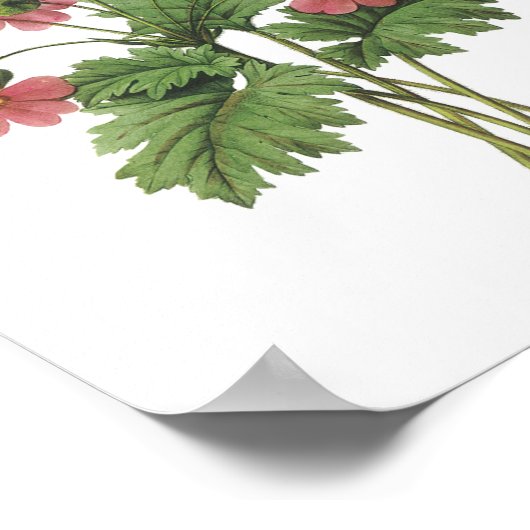 Primrose(Primula sinensis) von Redouté Poster (Ecke)