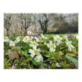 Primrose (Primula vulgaris) Fotodruck (Vorne)