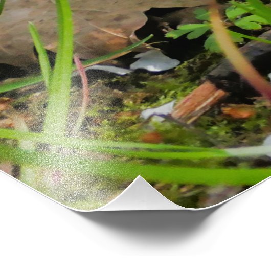 Primrose (Primula vulgaris) Fotodruck (Ecke)