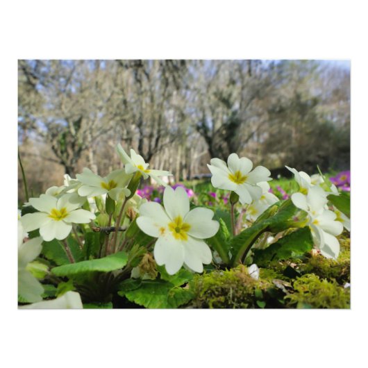 Primrose (Primula vulgaris) Fotodruck (Vorne)