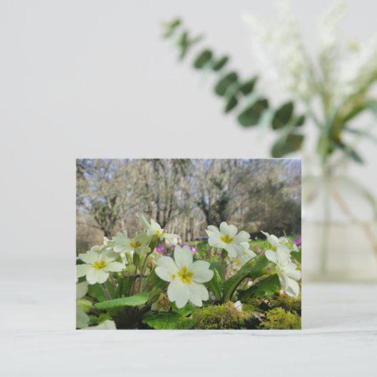 Primrose (Primula vulgaris) Postkarte (Stehend Vorderseite)