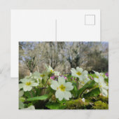 Primrose (Primula vulgaris) Postkarte (Vorne/Hinten)
