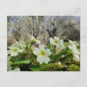 Primrose (Primula vulgaris) Postkarte (Vorderseite)