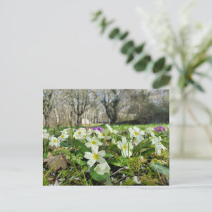 Primrose (Primula vulgaris) Postkarte