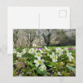 Primrose (Primula vulgaris) Postkarte (Vorne/Hinten)