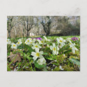 Primrose (Primula vulgaris) Postkarte (Vorderseite)