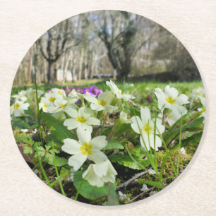 Primrose (Primula vulgaris) Runder Pappuntersetzer