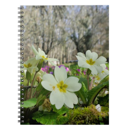 Primrose Spiral Notebook Notizblock (Vorderseite)