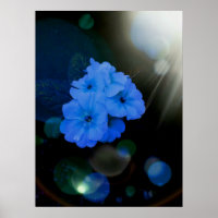 Primrosen Blume in blau