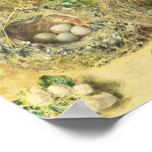 Primrosen und Vogelnester Poster (Ecke)