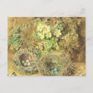 Primrosen und Vogelnester Postkarte