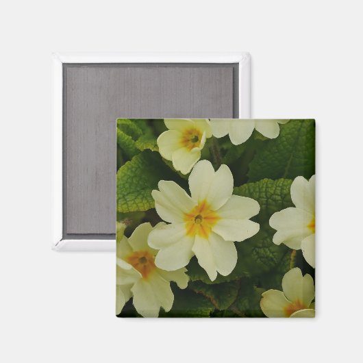 Primroses Magnet (Vorderseite/Rückseite)