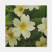 Primroses Magnet (Vorne)