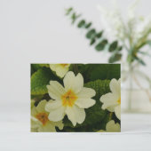 Primroses Postcard Postkarte (Stehend Vorderseite)