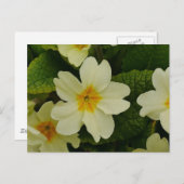 Primroses Postcard Postkarte (Vorne/Hinten)