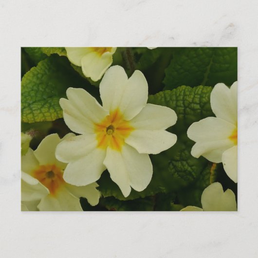 Primroses Postcard Postkarte (Vorderseite)