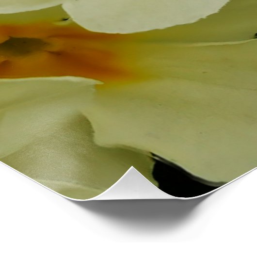 Primroses Poster (Ecke)