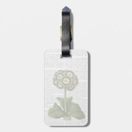 Primula Auricula Blau Gepäckanhänger (Rückseite vertikal)