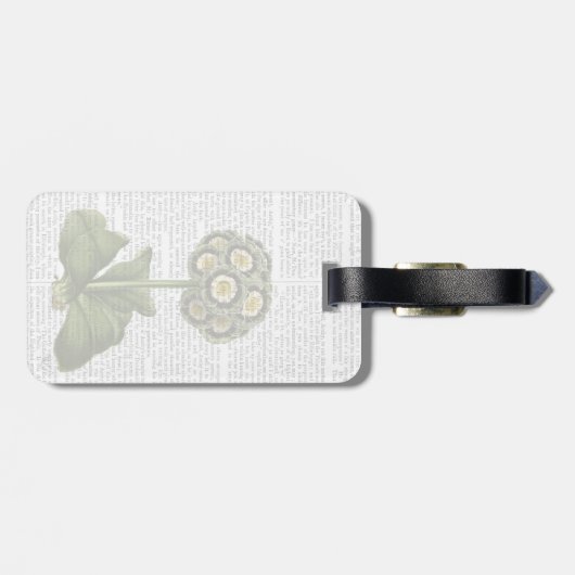 Primula Auricula Blau Gepäckanhänger (Rückseite horizontal)