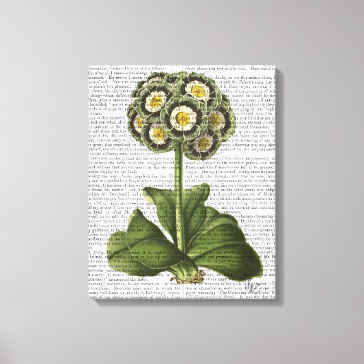 Primula Auricula Blau Leinwanddruck (Vorderseite)