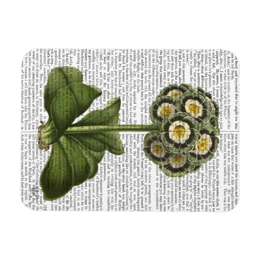 Primula Auricula Blau Magnet (Horizontal)