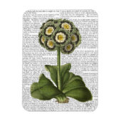 Primula Auricula Blau Magnet (Vertikal)