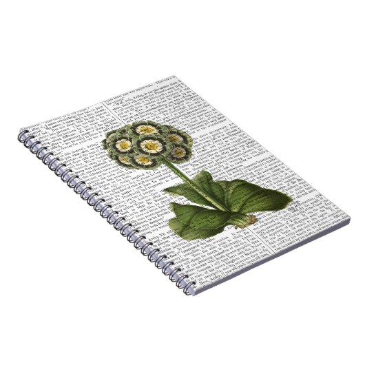 Primula Auricula Blau Notizblock (Rechte Seite)