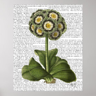 Primula Auricula Blau Poster