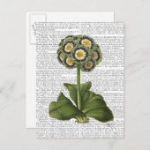Primula Auricula Blau Postkarte (Vorne/Hinten)