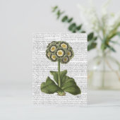 Primula Auricula Blau Postkarte (Stehend Vorderseite)