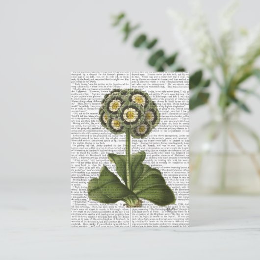 Primula Auricula Blau Postkarte (Stehend Vorderseite)