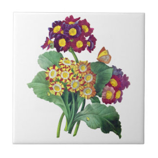 Primula Auricula - Cowslip - Pierre Joseph Redoute Fliese