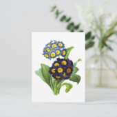 Primula Auricula - Cowslip - Pierre Joseph Redoute Postkarte (Stehend Vorderseite)