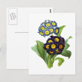 Primula Auricula - Cowslip - Pierre Joseph Redoute Postkarte (Vorne/Hinten)