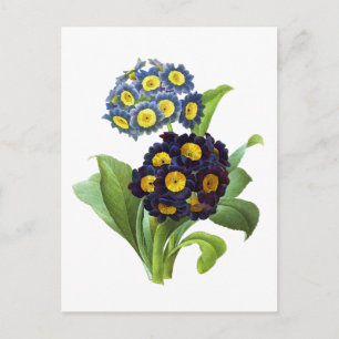 Primula Auricula - Cowslip - Pierre Joseph Redoute Postkarte