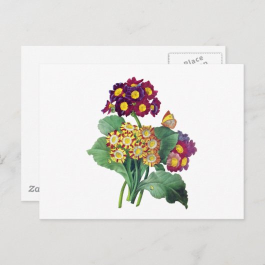 Primula Auricula - Cowslip - Pierre Joseph Redoute Postkarte (Vorne/Hinten)