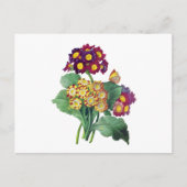 Primula Auricula - Cowslip - Pierre Joseph Redoute Postkarte (Vorderseite)