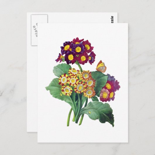 Primula Auricula - Cowslip - Pierre Joseph Redoute Postkarte (Vorne/Hinten)