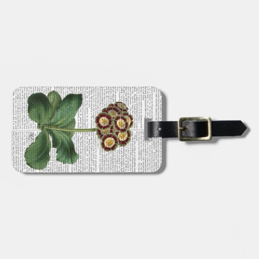 Primula Auricula Red Gepäckanhänger (Vorderseite horizontal)