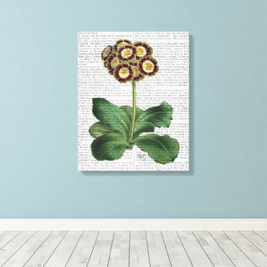 Primula Auricula Red Leinwanddruck (Insitu (Holzboden))