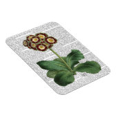 Primula Auricula Red Magnet (Rechte Seite)