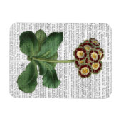 Primula Auricula Red Magnet (Horizontal)