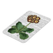 Primula Auricula Red Magnet (Linke Seite)