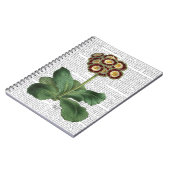 Primula Auricula Red Notizblock (Linke Seite)