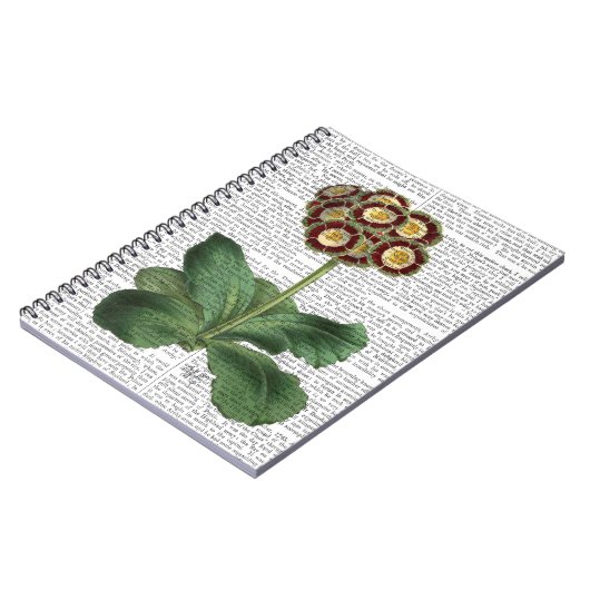 Primula Auricula Red Notizblock (Linke Seite)