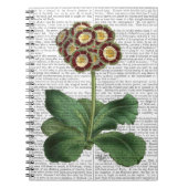 Primula Auricula Red Notizblock (Vorderseite)