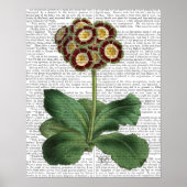 Primula Auricula Red Poster (Vorne)