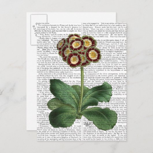 Primula Auricula Red Postkarte (Vorne/Hinten)