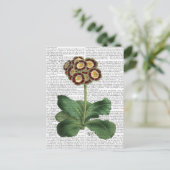 Primula Auricula Red Postkarte (Stehend Vorderseite)