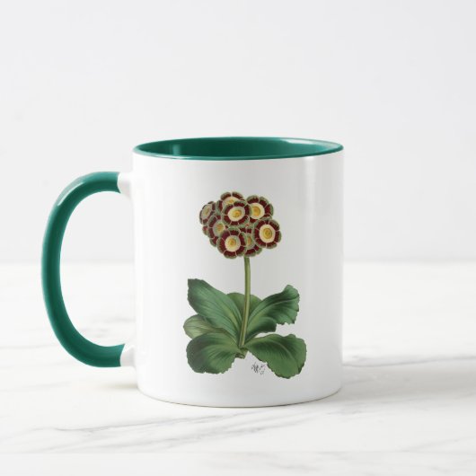 Primula Auricula Red Tasse (Links)